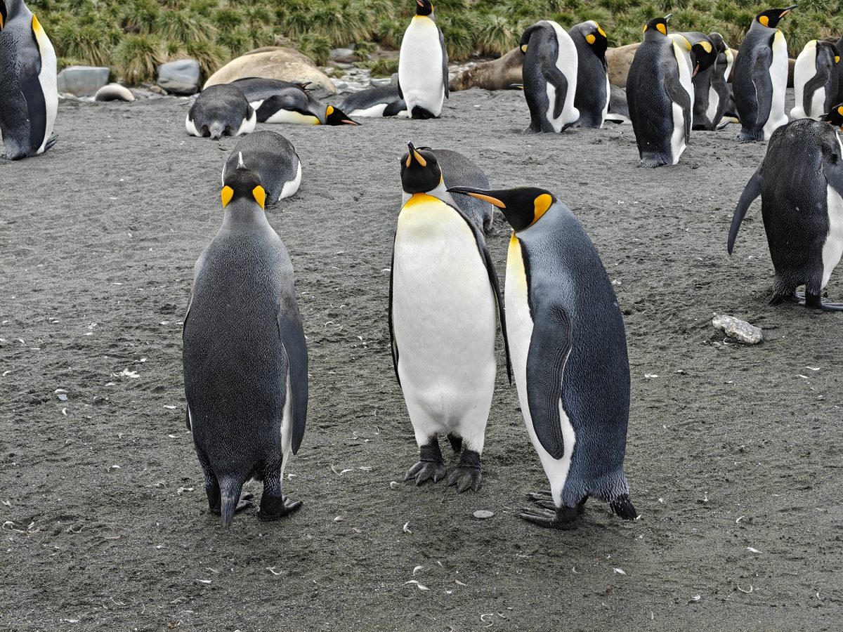 King penguins standing together on the beach at Gold Harbour, South Georgia