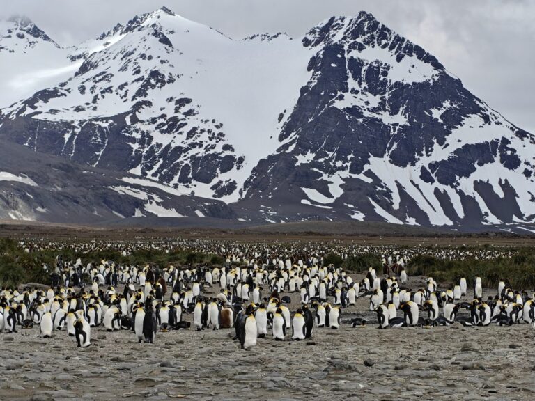 King penguins on the beach at Salisbury Plain, South Georgia, with snow-covered mountains behind