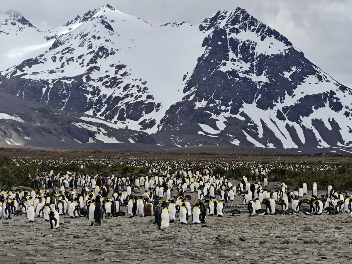 King penguins on the beach at Salisbury Plain, South Georgia, with snow-covered mountains behind